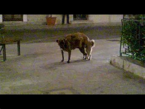 cani che scopano le donne|La padrona si mette in posa quando giunge il suo cane: la .